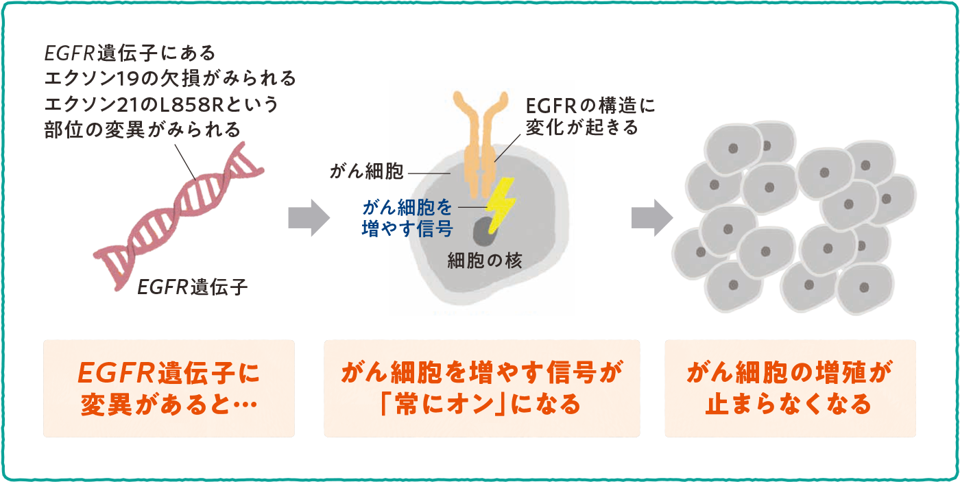 EGFR遺遺伝子とがんの関係