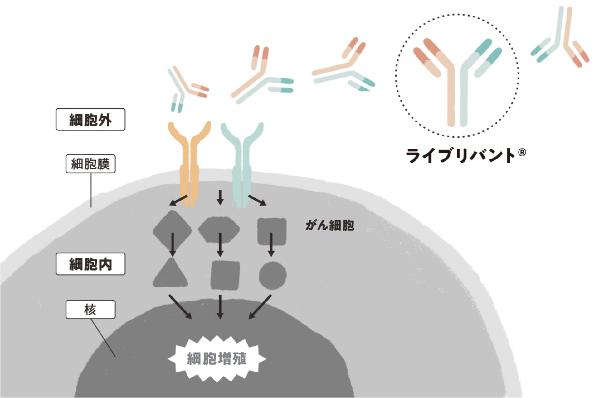 ライブリバント®とは