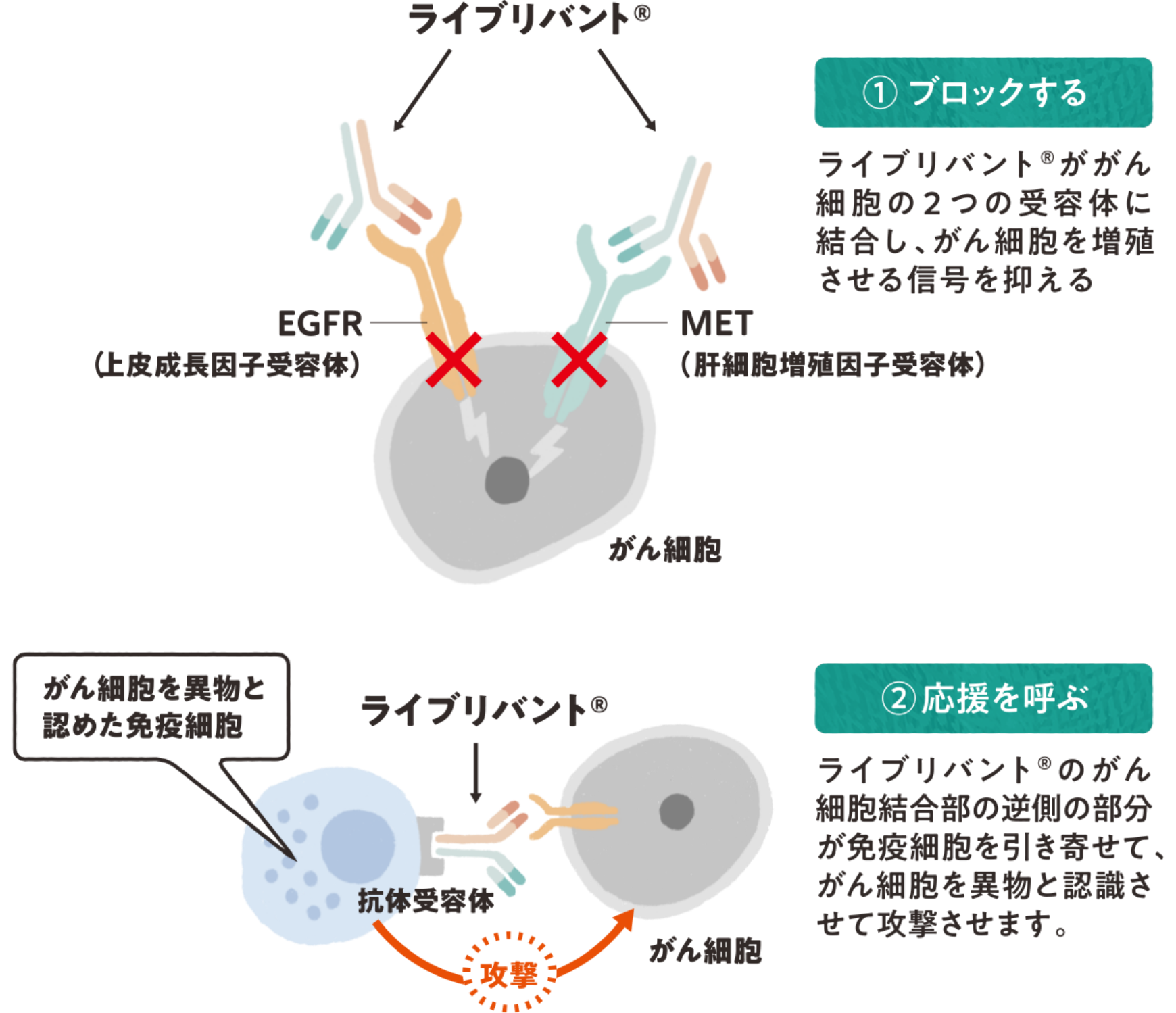 ライブリバント®の働き