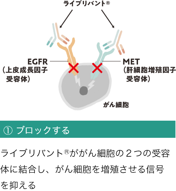 ライブリバント®の働き