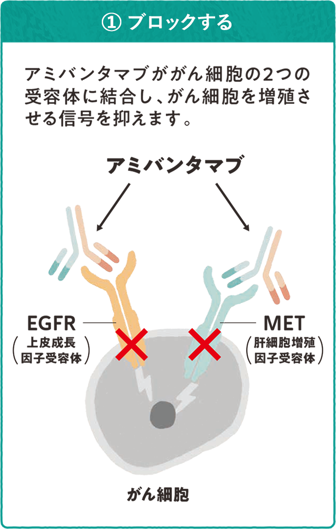 リブロファズ®又はライブリバント®の働き