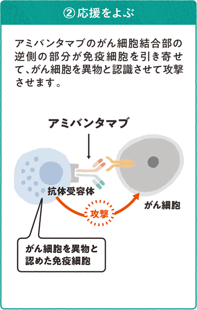 リブロファズ®又はライブリバント®の働き